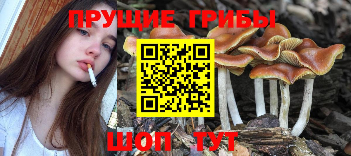Кунгур  Галлюциногенные грибы прущие грибы  Галлюциногенные грибы Psilocybine cubensis  Вход с VPN 